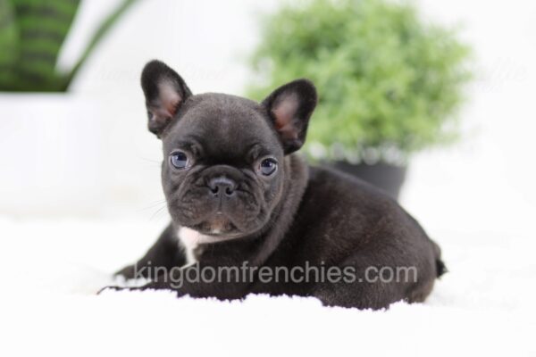 Image of Olive, a French Bulldog puppy