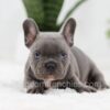 Image of Oscar, a French Bulldog puppy