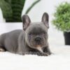 Image of Oscar, a French Bulldog puppy