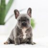 Image of Oscar, a French Bulldog puppy