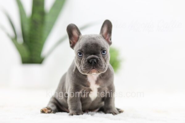 Image of Oscar, a French Bulldog puppy