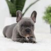 Image of Oscar, a French Bulldog puppy
