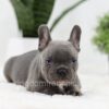 Image of Oscar, a French Bulldog puppy