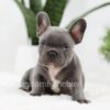 Image of Oscar, a French Bulldog puppy