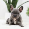 Image of Oscar, a French Bulldog puppy