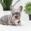 Image of Paxton, a French Bulldog puppy