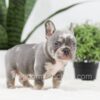 Image of Paxton, a French Bulldog puppy
