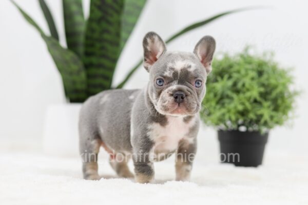 Image of Paxton, a French Bulldog puppy