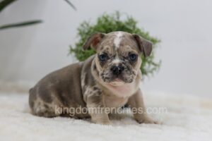 Image of Pirate, a French Bulldog puppy