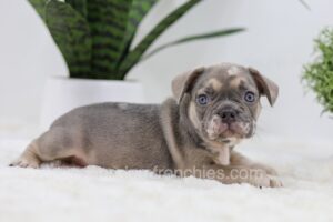 Image of Pluto, a French Bulldog puppy