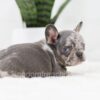 Image of Ralph, a French Bulldog puppy