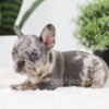 Image of Ralph, a French Bulldog puppy
