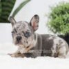 Image of Ralph, a French Bulldog puppy