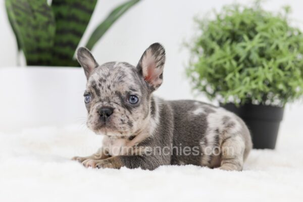 Image of Ralph, a French Bulldog puppy