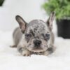 Image of Ralph, a French Bulldog puppy