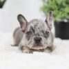 Image of Ralph, a French Bulldog puppy