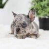 Image of Ralph, a French Bulldog puppy