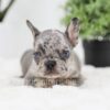 Image of Ralph, a French Bulldog puppy