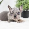 Image of Ralph, a French Bulldog puppy
