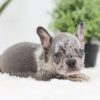 Image of Ralph, a French Bulldog puppy