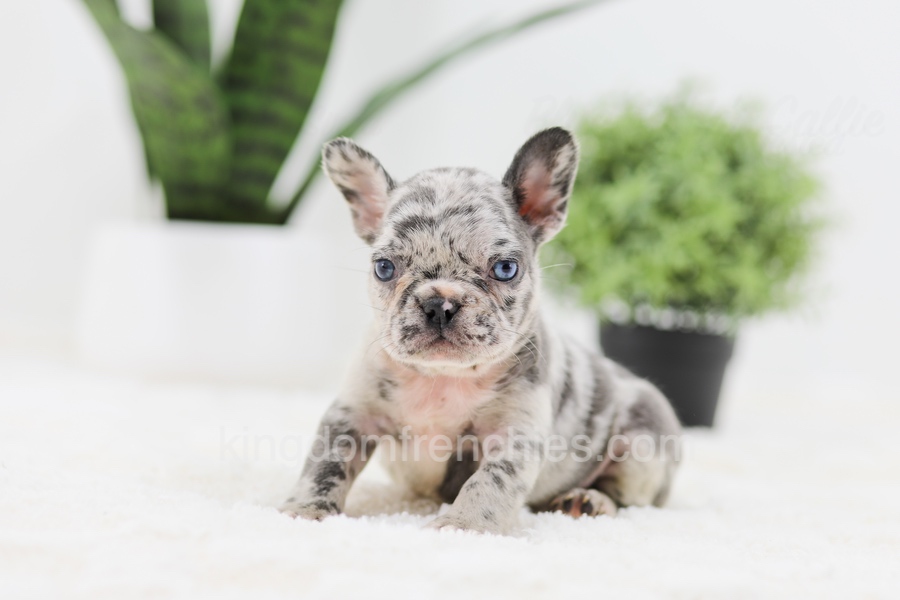 Reba Image of Reba, a French Bulldog puppy