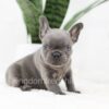 Image of Rex, a French Bulldog puppy