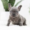 Image of Rex, a French Bulldog puppy