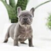 Image of Rex, a French Bulldog puppy