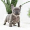 Image of Rex, a French Bulldog puppy