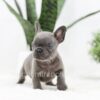 Image of Rex, a French Bulldog puppy