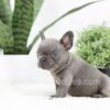 Image of Rex, a French Bulldog puppy