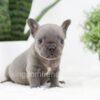 Image of Ruby, a French Bulldog puppy