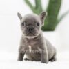 Image of Ruby, a French Bulldog puppy