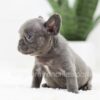 Image of Ruby, a French Bulldog puppy