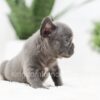 Image of Ruby, a French Bulldog puppy