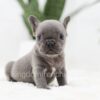 Image of Ruby, a French Bulldog puppy