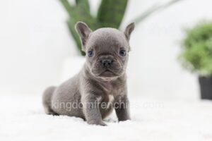 Image of Ruby, a French Bulldog puppy