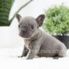 Image of Ruby, a French Bulldog puppy