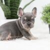 Image of Ruger, a French Bulldog puppy