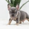 Image of Ruger, a French Bulldog puppy