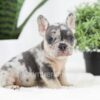 Image of Ryder, a French Bulldog puppy