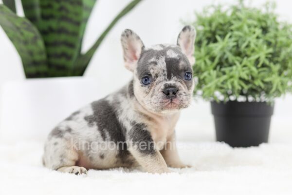 Image of Ryder, a French Bulldog puppy