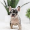 Image of Ryder, a French Bulldog puppy