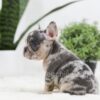 Image of Ryder, a French Bulldog puppy
