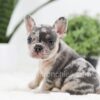 Image of Ryder, a French Bulldog puppy