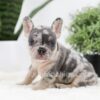 Image of Ryder, a French Bulldog puppy