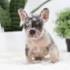 Image of Ryder, a French Bulldog puppy