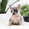 Image of Ryder, a French Bulldog puppy