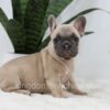 Image of Simba, a French Bulldog puppy