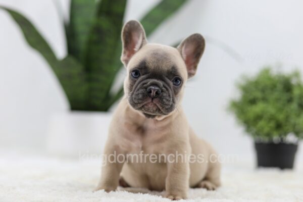 Image of Simba, a French Bulldog puppy